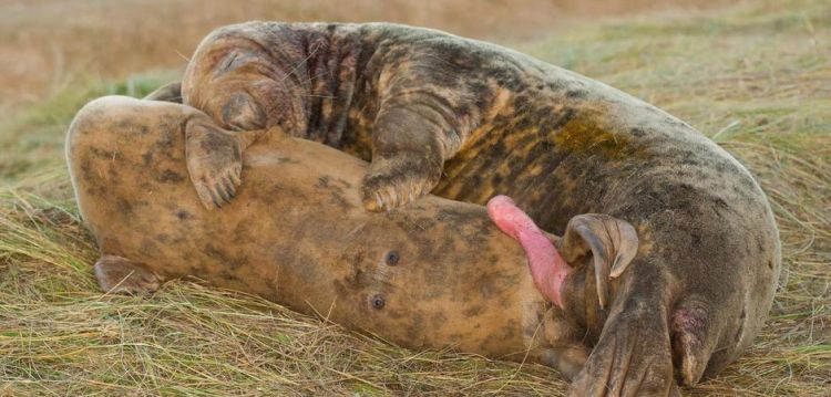 动物的繁殖方式有几种举例说明