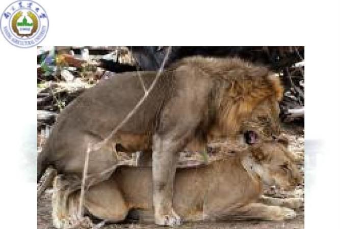 各种动物繁殖后代的方式