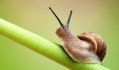 ​什么动物牙齿最多（世界上什么动物最多牙齿）