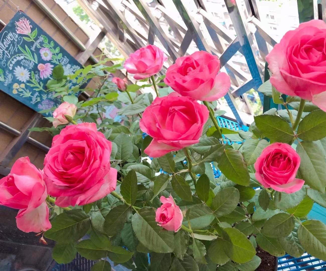 糖果雪山月季的优缺点(糖果雪山月季能长多高)