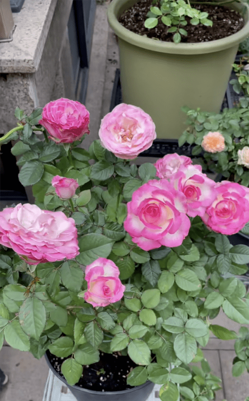 糖果雪山月季的优缺点(糖果雪山月季能长多高)