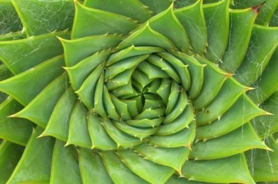 ​芦荟可以直接吃吗(生的芦荟可以直接吃吗)