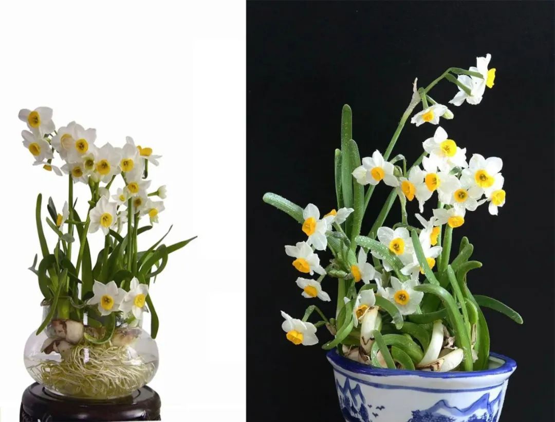 水仙花的外形和特点（养殖水仙花的注意事项分享）