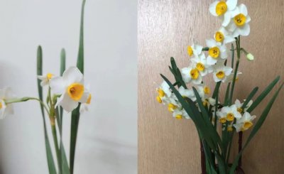 ​水仙花的外形和特点（养殖水仙花的注意事项分享）