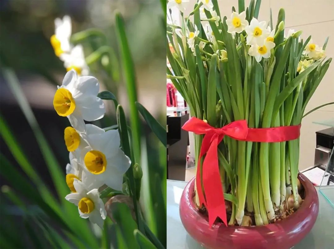 水仙花的外形和特点（养殖水仙花的注意事项分享）