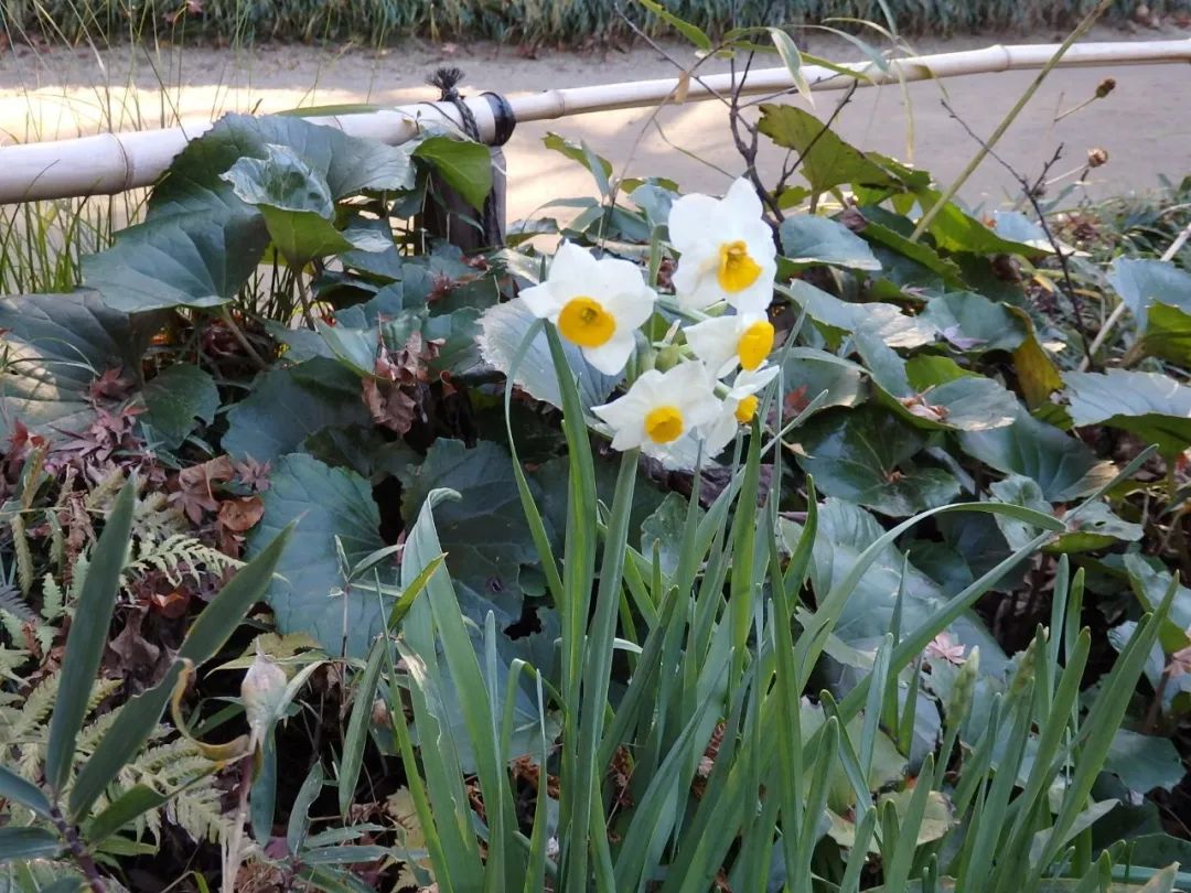水仙花的外形和特点（养殖水仙花的注意事项分享）