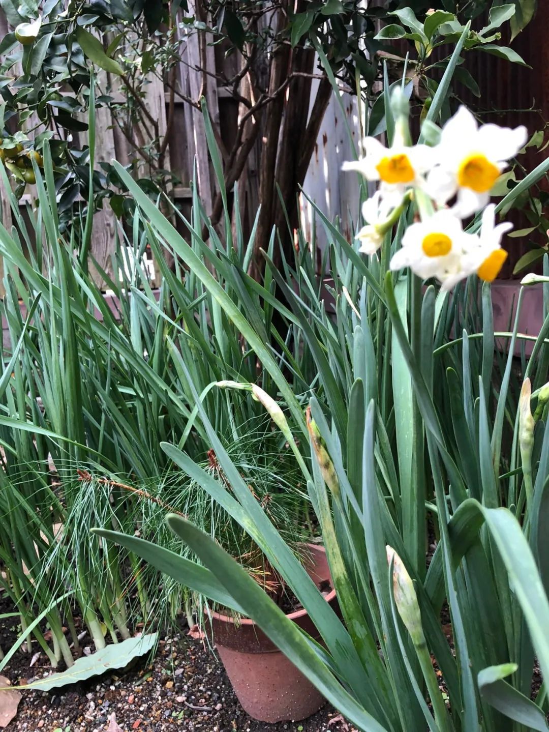 水仙花的外形和特点（养殖水仙花的注意事项分享）