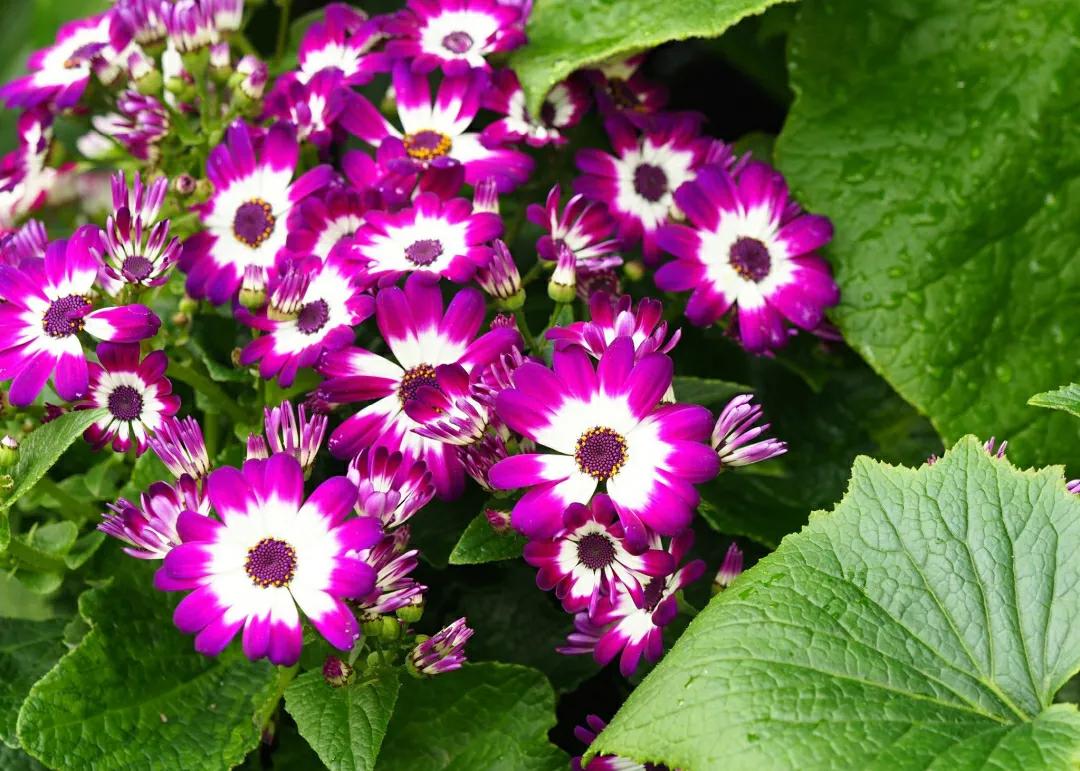 富贵菊的养殖方法和注意事项（富贵菊的养护技巧）