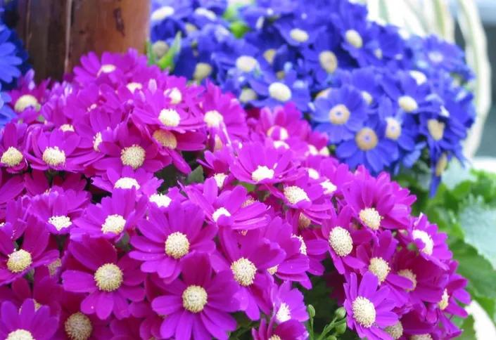 富贵菊的养殖方法和注意事项（富贵菊的养护技巧）