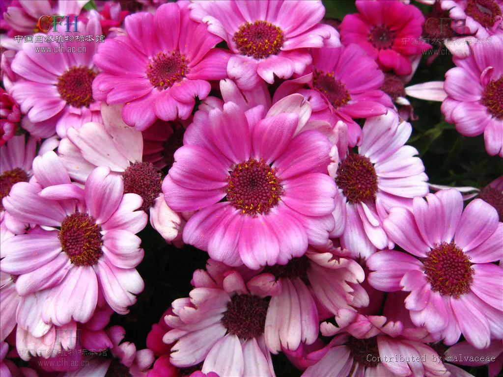 富贵菊的养殖方法和注意事项（富贵菊的养护技巧）