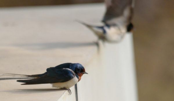 四月天是指几月份,人间四月天是什么意思图1