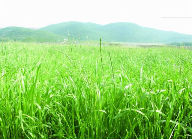 字源网汉字起源(存字本义及其衍生字)(3)