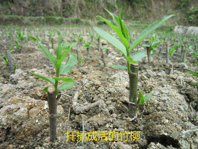 字源网汉字起源(存字本义及其衍生字)(2)