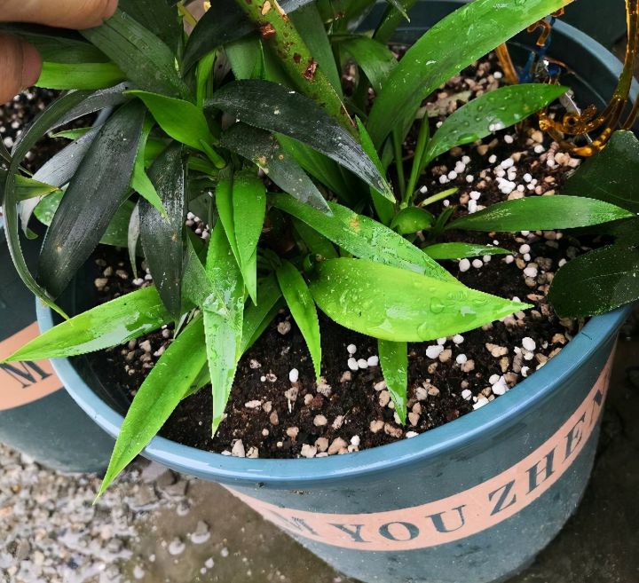 盆栽百合花怎么养（盆栽百合花的3个种植技巧）