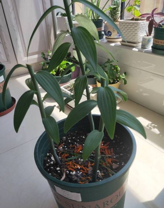 盆栽百合花怎么养（盆栽百合花的3个种植技巧）