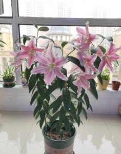 ​盆栽百合花怎么养（盆栽百合花的3个种植技巧）