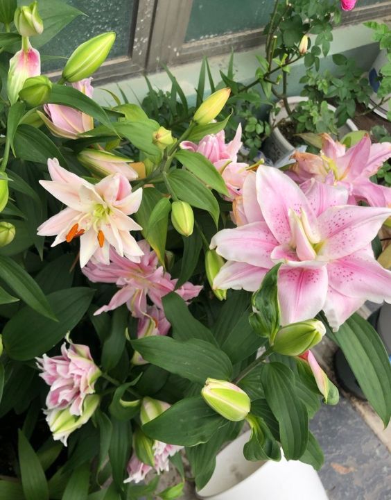 盆栽百合花怎么养（盆栽百合花的3个种植技巧）