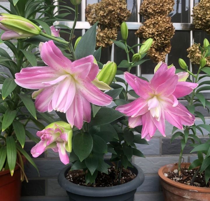 盆栽百合花怎么养（盆栽百合花的3个种植技巧）