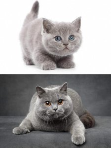 ​想必很多新入猫坑的小朋友都很疑惑，英短是什么？什么是英短？