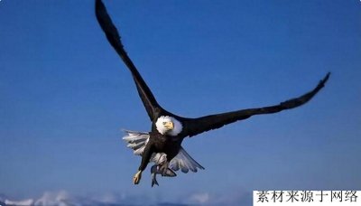 ​阿根廷巨鹰翼展长达7米，以捕猎狮子为食？这么厉害为何会灭绝？