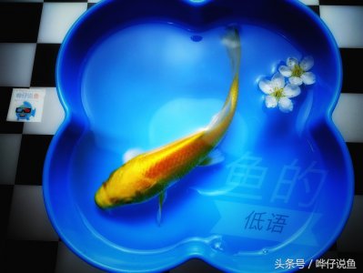 怎么确认硝化菌成功了(宠物鱼新手最大的困惑)