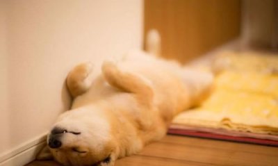 会揉脸脸的萌物是什么动物,会揉揉脸还会打拳的动物是什么?