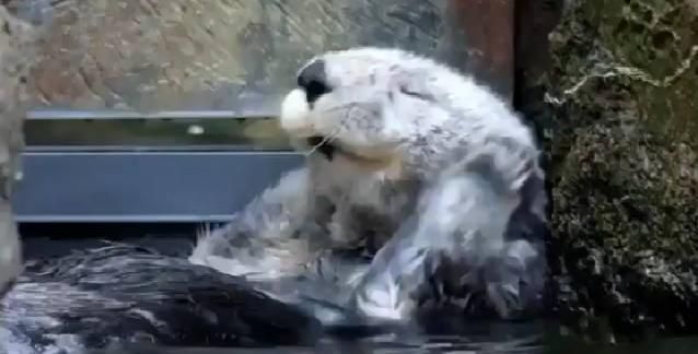 仓鼠搓脸搓身上是什么意思