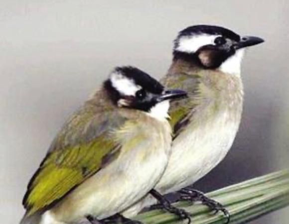 白头翁鸟寓意比喻什么