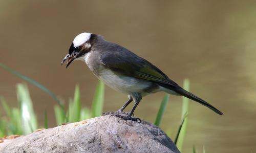 白头翁鸟的寓意和象征,白头翁为什么叫白头翁图2