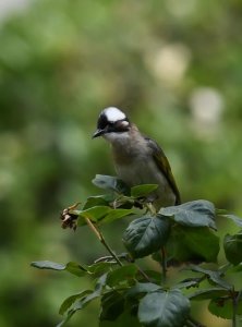 白头翁鸟的寓意和象征,白头翁为什么叫白头翁