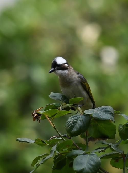 白头翁为什么叫白头翁