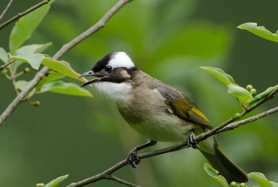 白头翁鸟在家门口叫象征什么意思
