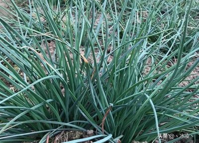 ​像葱又像蒜，被人们称为“菜中灵芝”的藠头，营养丰富且美味可口