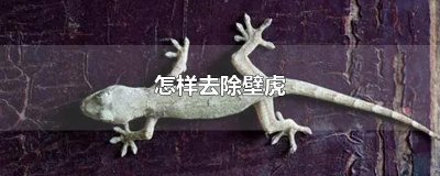​怎样去除壁虎