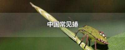 ​中国常见蝽