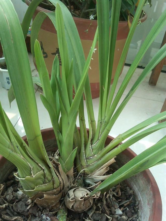怎样挑选一盆高质量的大花蕙兰？挑选时注意看好这几个位置