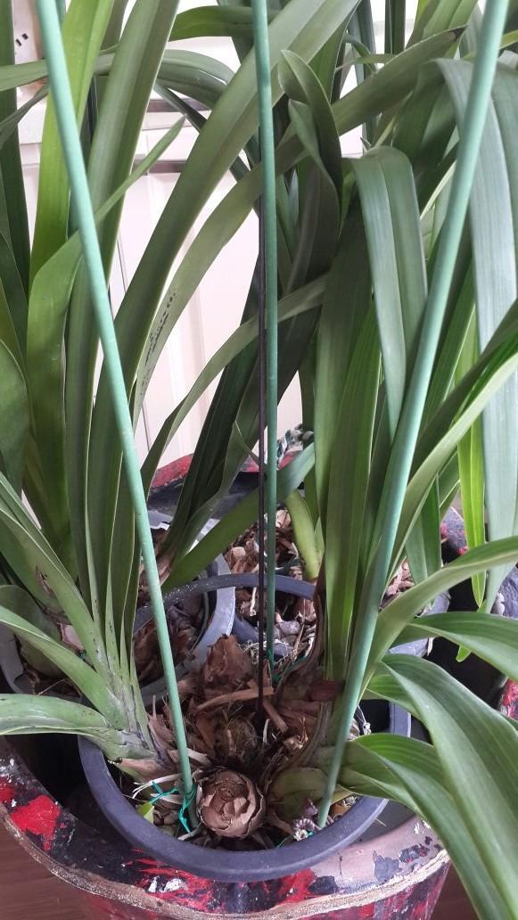 怎样挑选一盆高质量的大花蕙兰？挑选时注意看好这几个位置