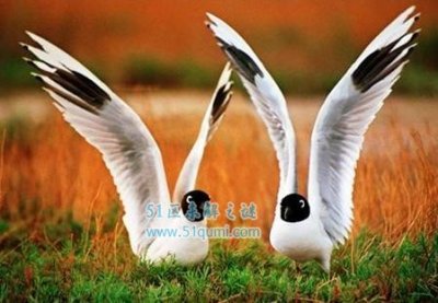 ​黑嘴鸥是什么鸟？ 黑头鸥是几级保护动物?