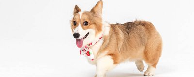 ​狗狗怎么长杂毛 狗狗长粗毛怎么回事