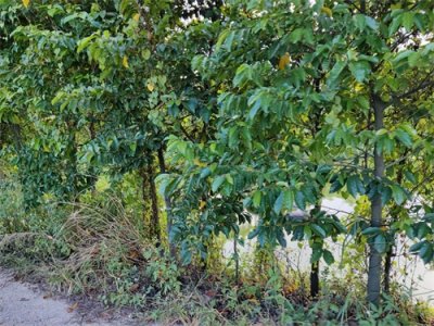 ​园林绿化首选白桂木