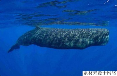 ​科学家：尼斯湖水怪或真实存在，只不过是古老罕见的物种！