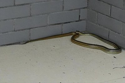 ​蛇最怕的东西是什么？家里进了蛇，用什么可以快速赶走它？