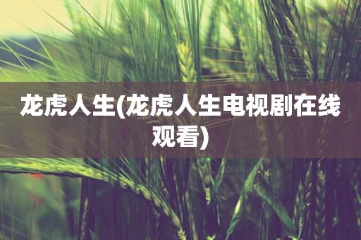 龙虎人生(龙虎人生电视剧在线观看)