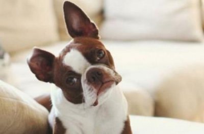 ​狗狗要不要挤肛门腺？