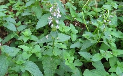 ​俗称“草石蚕”，藏在麦地里，2023年根茎十分珍贵，还能当盆栽