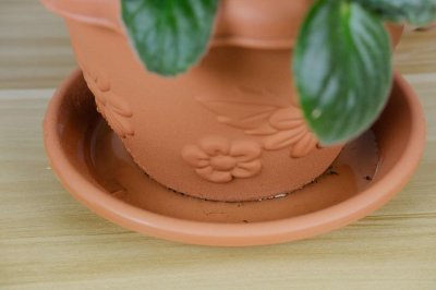 ​非洲堇怎么过冬