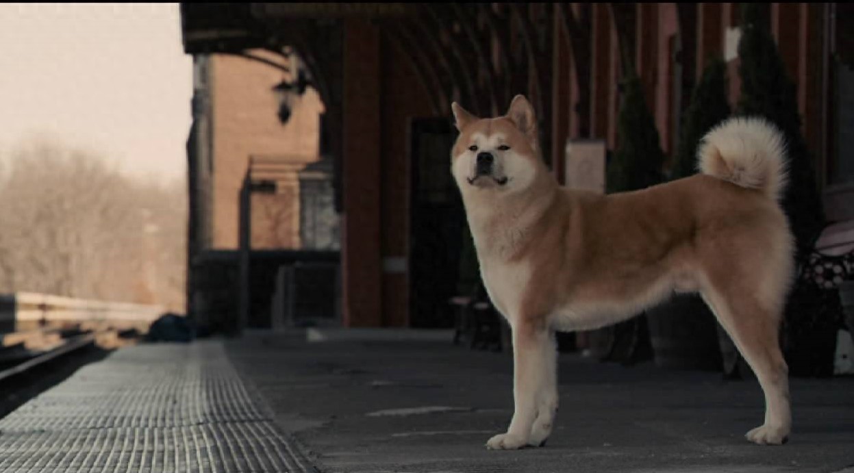 八部经典的关于动物的电影，你看过几部？