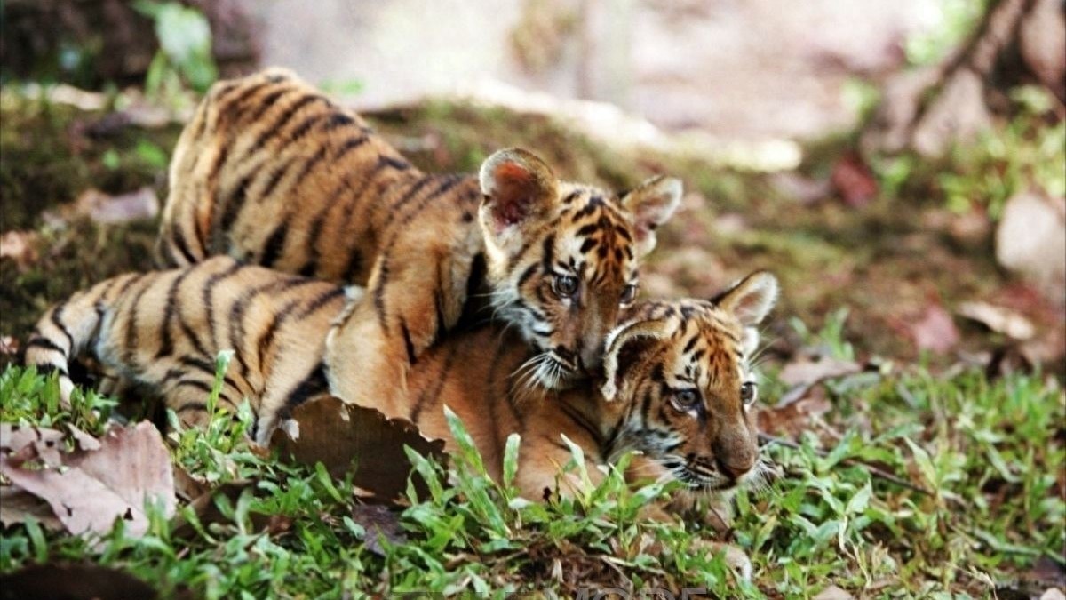 八部经典的关于动物的电影，你看过几部？