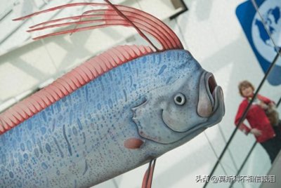 ​桨鱼很可怕：因为“灾难的预兆”