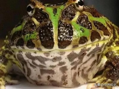 ​全球最好看的十种青蛙！